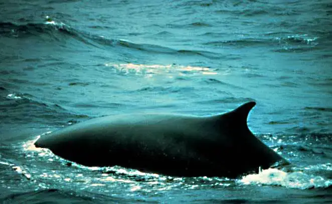 Fin whale