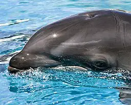 Baby wolphin by pinhole