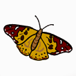 butterfly