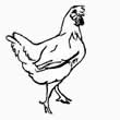 chicken