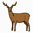 deer