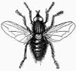 fly