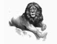 lion
