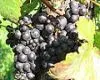grapes