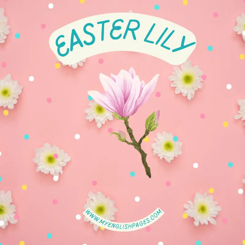 Easter Lily