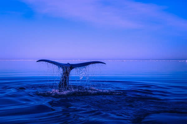 whale