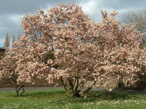 Ecological Approach to Language Learning
