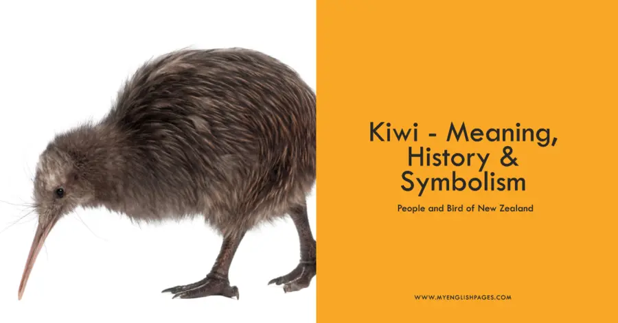 Kiwi Bird - New Zealand