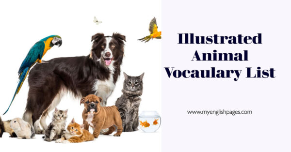 Animal Vocabulary: Illustrated List Of Related Terms