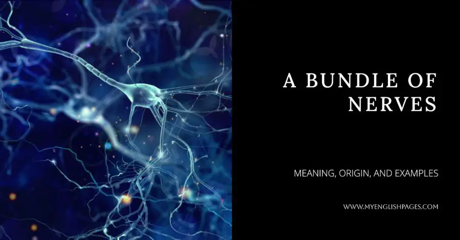 A Bundle of Nerves _ Idiom