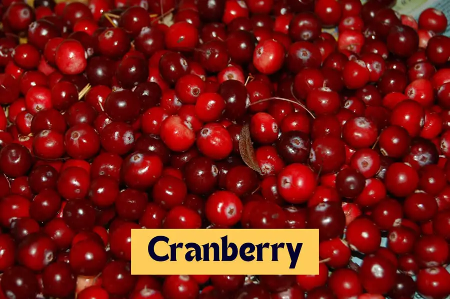 Cranberry