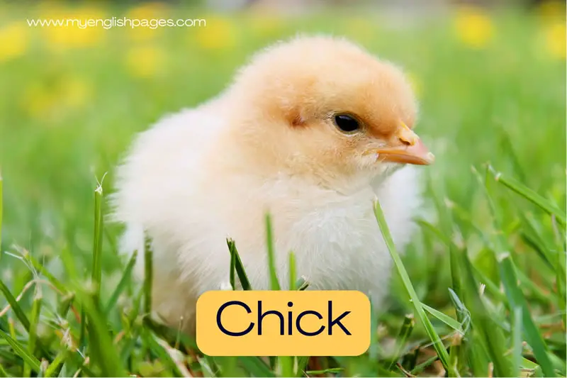 Chick